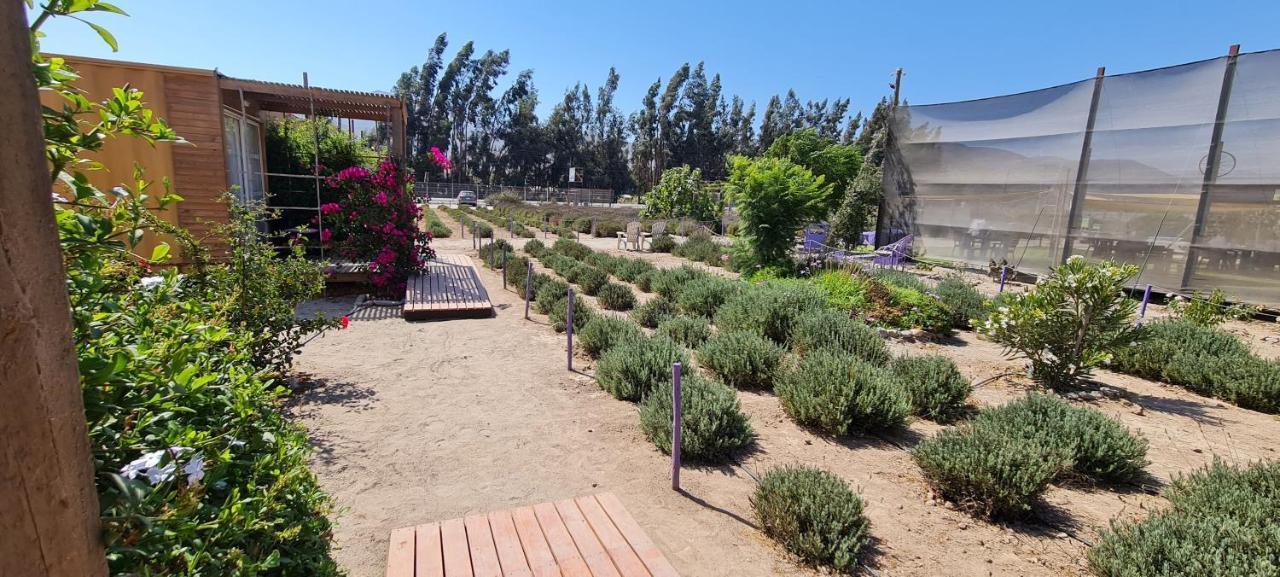 Lavanda Del Valle Vicuña Exterior foto