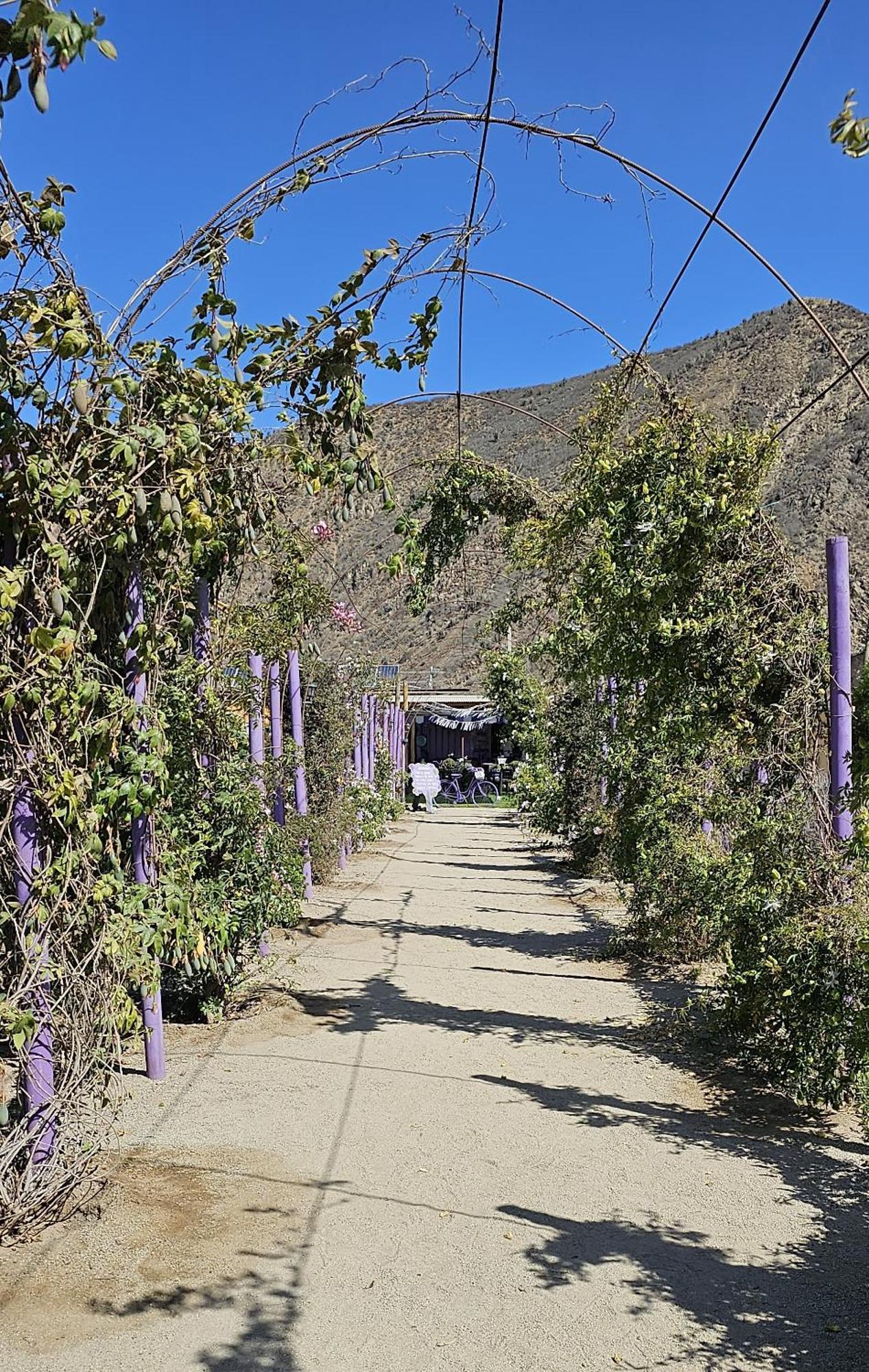Lavanda Del Valle Vicuña Exterior foto