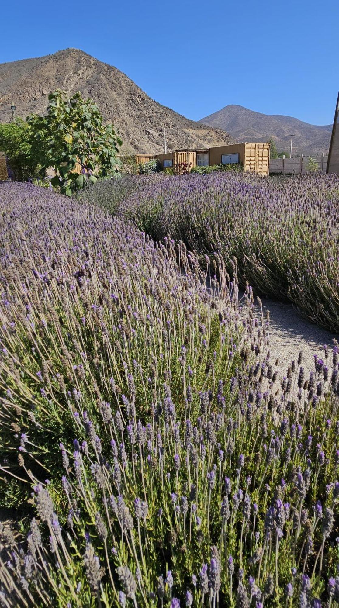 Lavanda Del Valle Vicuña Exterior foto